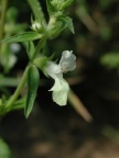 Stachys annua, Épiaire annuelle