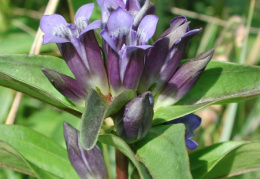 Gentiana cruciata, Gentiane croisette