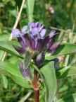 Gentiana cruciata, Gentiane croisette