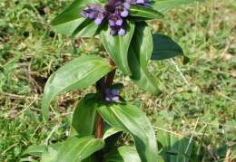 Gentiana cruciata, Gentiane croisette