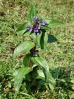 Gentiana cruciata, Gentiane croisette