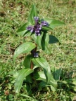 Gentiana cruciata, Gentiane croisette