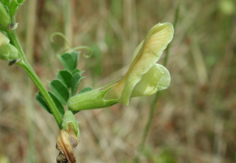 Vicia grandiflora, Vesce à grandes fleurs