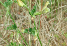 Vicia grandiflora, Vesce à grandes fleurs