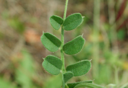 Vicia grandiflora, Vesce à grandes fleurs