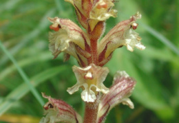 Orobanche reticulata, Orobanche réticulée