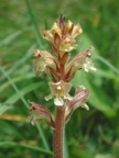 Orobanche reticulata, Orobanche réticulée
