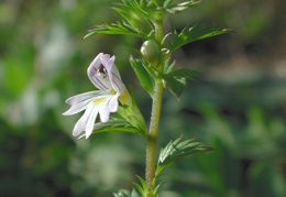 Euphrasia stricta, Euphraise dressée