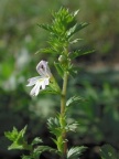 Euphrasia stricta, Euphraise dressée