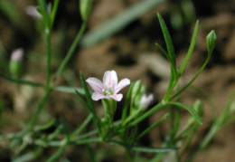 Gypsophila muralis, Gypsophile des murailles