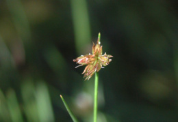 Juncus bulbosus, Jonc bulbeux