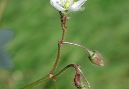 Spergula arvensis, Spargote des champs