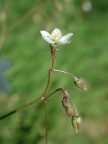 Spergula arvensis, Spargote des champs