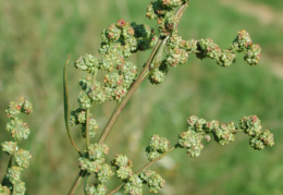 Chenopodium strictum, Chénopode dressé