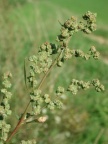 Chenopodium strictum, Chénopode dressé