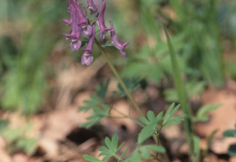 Corydalis solida, Corydale à tubercule plein