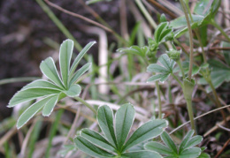 Alchemilla conjuncta, Alchémille à folioles soudées