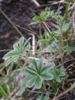 Alchemilla conjuncta, Alchémille à folioles soudées