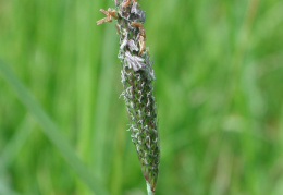 Alopecurus geniculatus, Vulpin genouillé