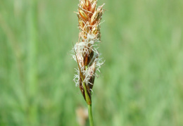 Carex disticha, Laiche distique