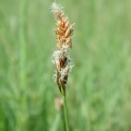 20050515_000009_bonfol.jpg