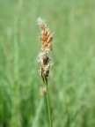 Carex disticha, Laiche distique