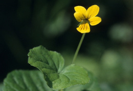 Viola biflora, Pensée à deux fleurs