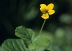 Viola biflora, Pensée à deux fleurs
