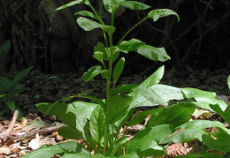 Cynoglossum germanicum, Cynoglosse d'Allemagne