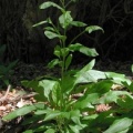 20050528_000005_lesbois_v02.jpg