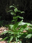 Cynoglossum germanicum, Cynoglosse d'Allemagne