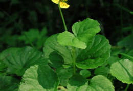 Viola biflora, Pensée à deux fleurs