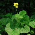 20050528_000012_lesbois_v02.jpg