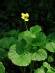 Viola biflora, Pensée à deux fleurs