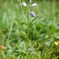 20050604_000003_les_pommerats.jpg