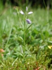 Polygala serpyllifolia, Polygale à feuilles de serpolet