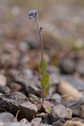 Myosotis ramosissima, Myosotis rameux