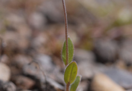 Myosotis ramosissima, Myosotis rameux