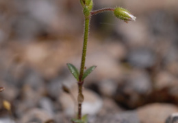 Cerastium pumilum, Céraiste nain