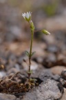 Cerastium pumilum, Céraiste nain