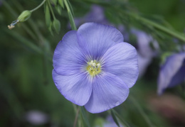 Linum austriacum, Lin d'Autriche