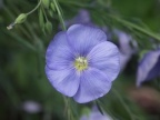 Linum austriacum, Lin d'Autriche