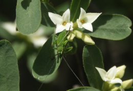 Daphne alpina, Daphné des Alpes