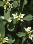 Daphne alpina, Daphné des Alpes