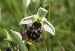 Ophrys holosericea, Ophrys bourdon