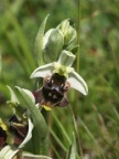 Ophrys holosericea, Ophrys bourdon