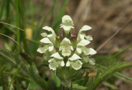 Prunella laciniata, Brunelle blanche