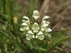 Prunella laciniata, Brunelle blanche
