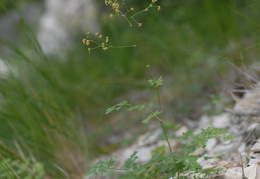 Thalictrum minus subsp. saxatile, Pigamon des rochers