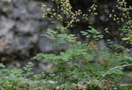 Thalictrum minus subsp. saxatile, Pigamon des rochers